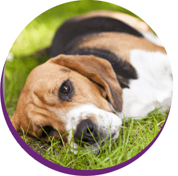 Ein Hund liegt entspannt im Gras.